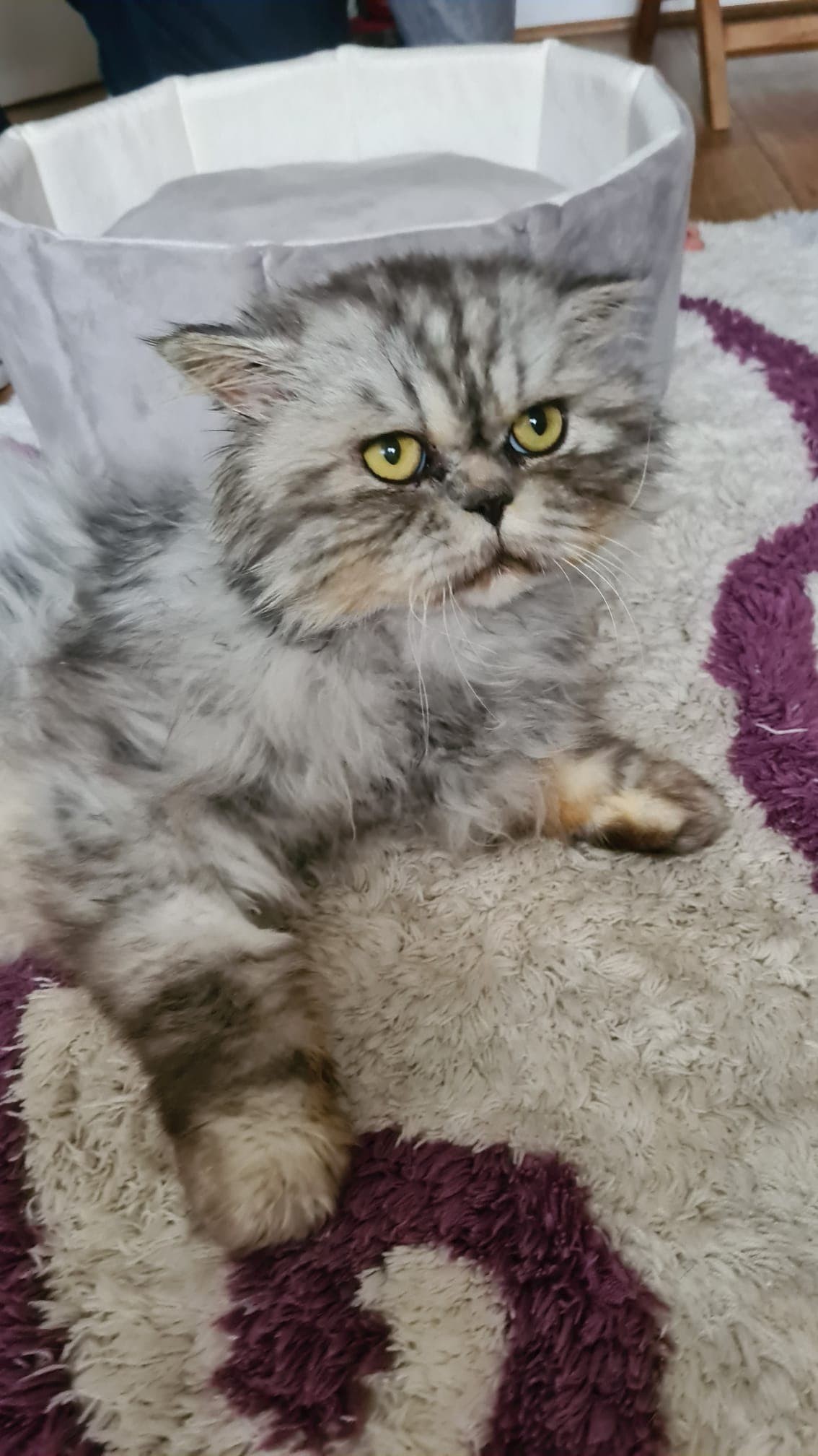 TRESOR - M - Né le 01/01/2017 - Adopté en Avril 2022