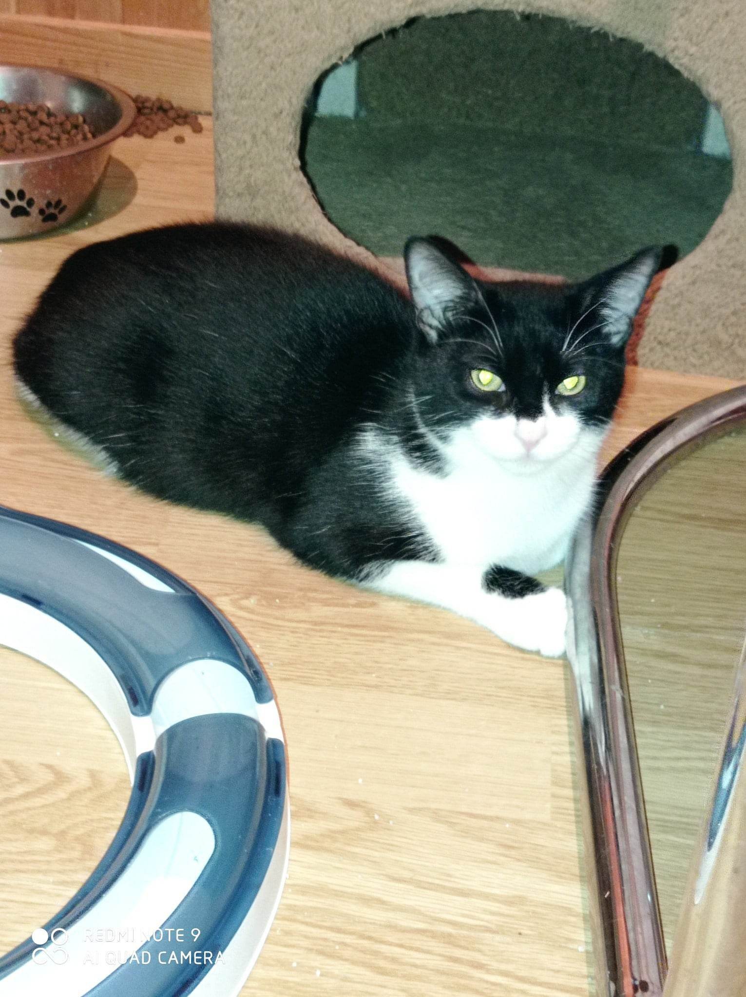 TURTLE - M - Né le 08/06/22 - Adopté en Janvier 2023