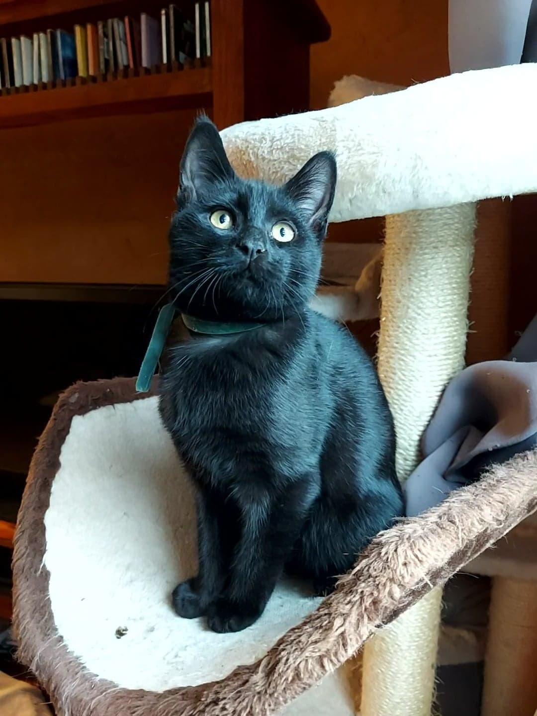 TWILIGHT - M - Né le 25/07/2022 - Adopté en 03/2023