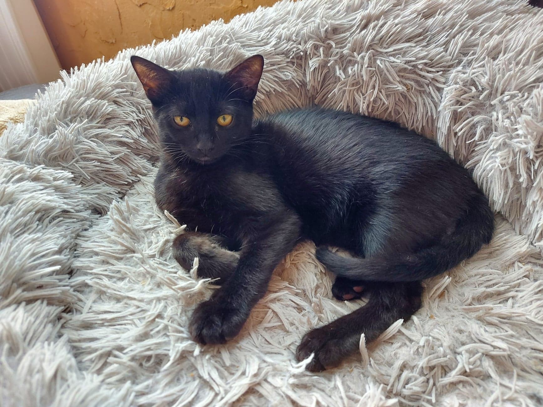 TWITTER - F - Née le 15/05/2022 - Adoptée en Septembre 2022