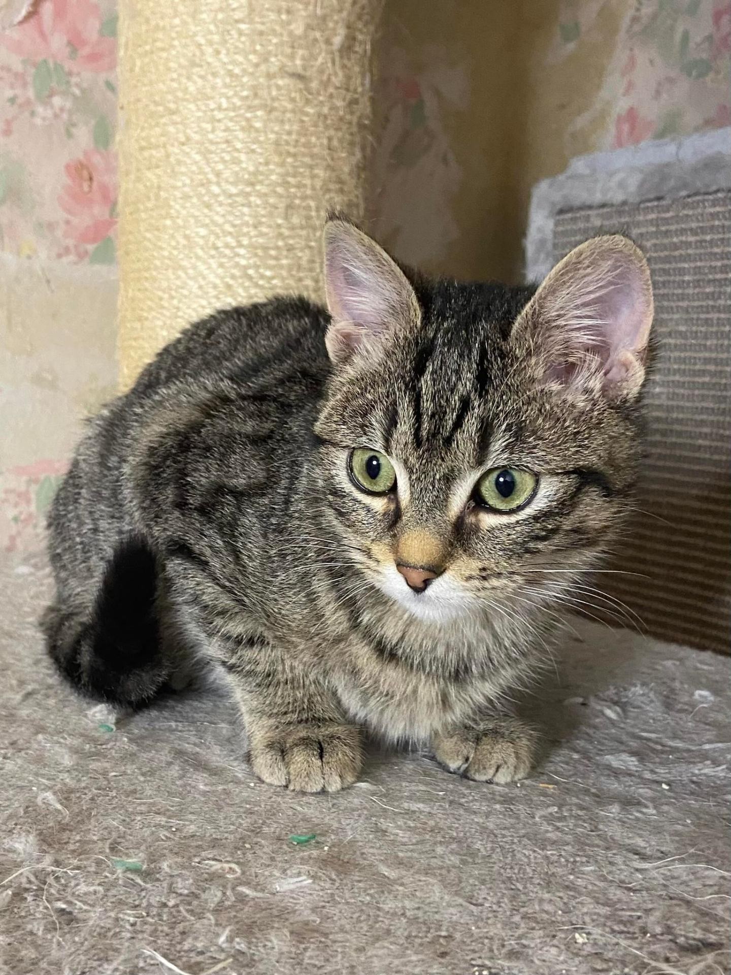 UNIVERSAL - F - Née le 15/08/2023 - Adoptée en 02/2024