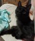UPETTE - F - Née le 19/04/2023 - Adoptée en 12/23