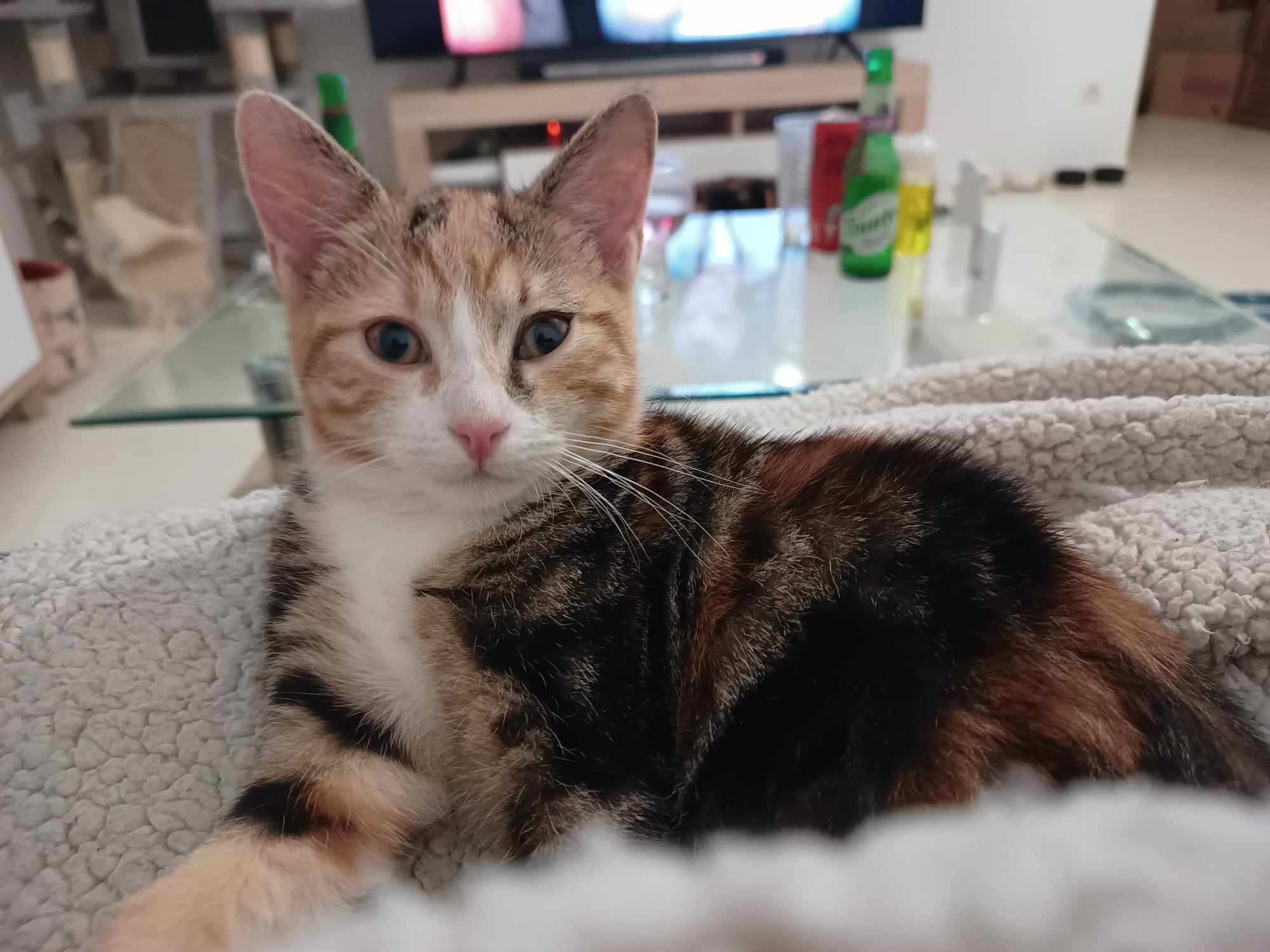 UWEN - F - Née le 18/09/2023 - Adoptée en 01/2024