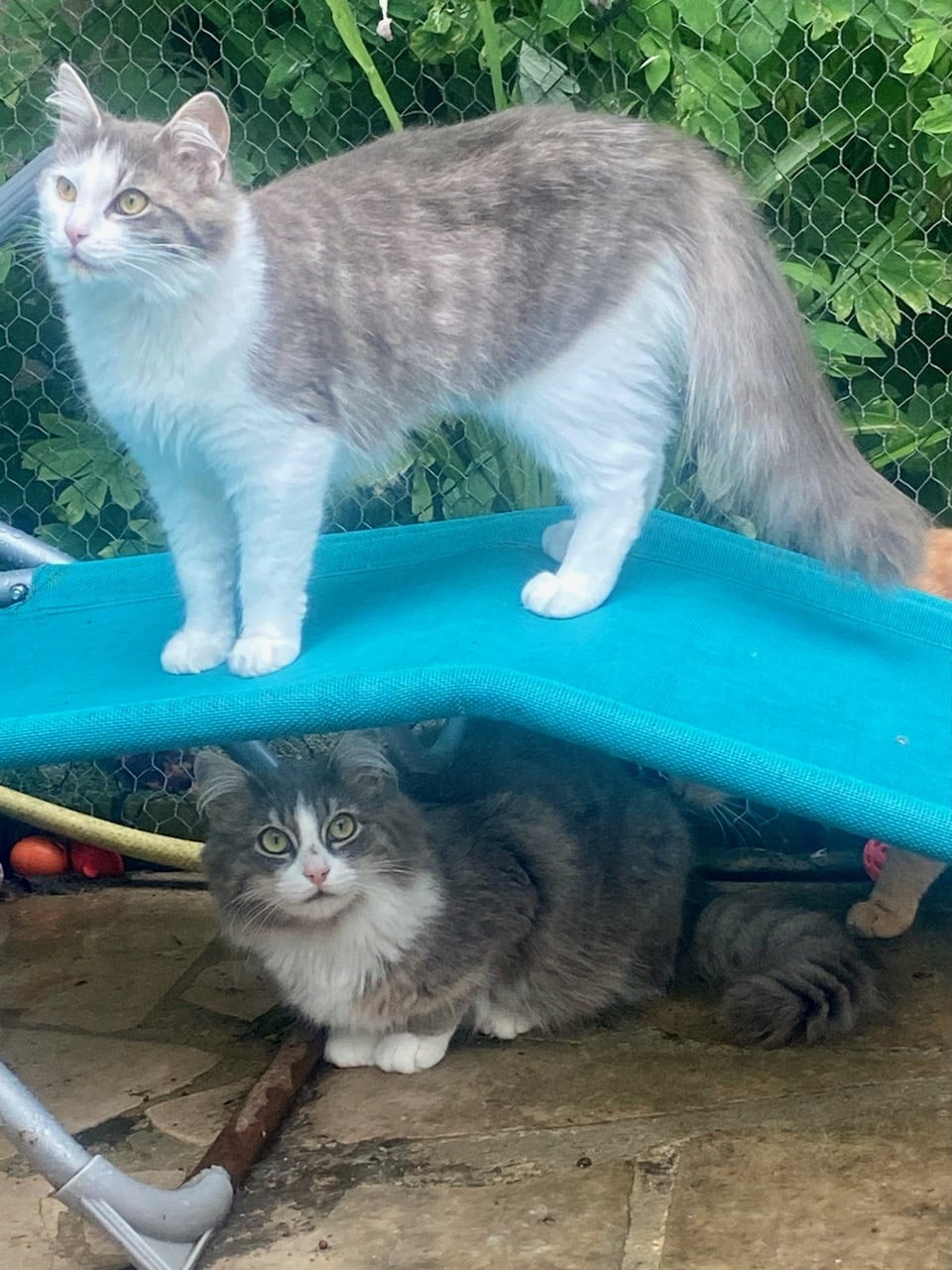 VICE ET VERSA - M et F - Nés le 17/07/2023 - Adoptés en 09/2024