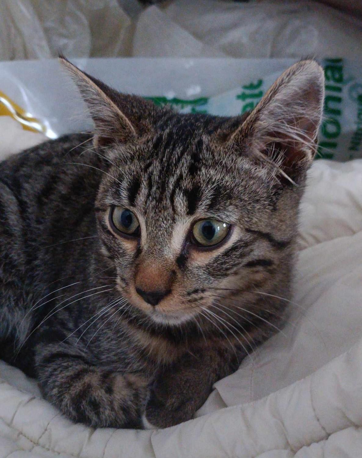 VICTORY - F - Née le 10/05/2024 - Adoptée en 10/2024