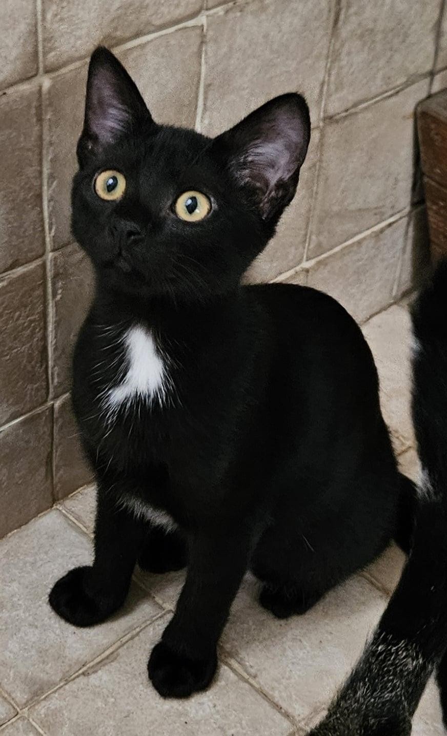 VIRGULE - F - Née le 20/05/2024 - Adoptée en 10/2024