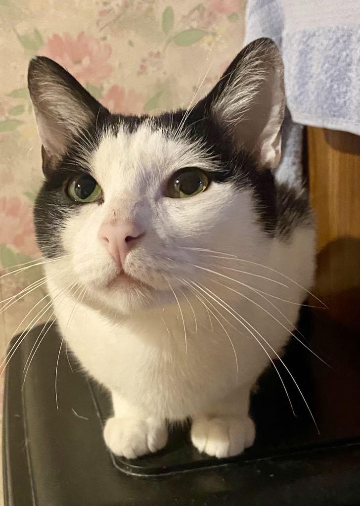 VOLKAN - M - Né le 01/09/2023 - Adopté en 09/2024