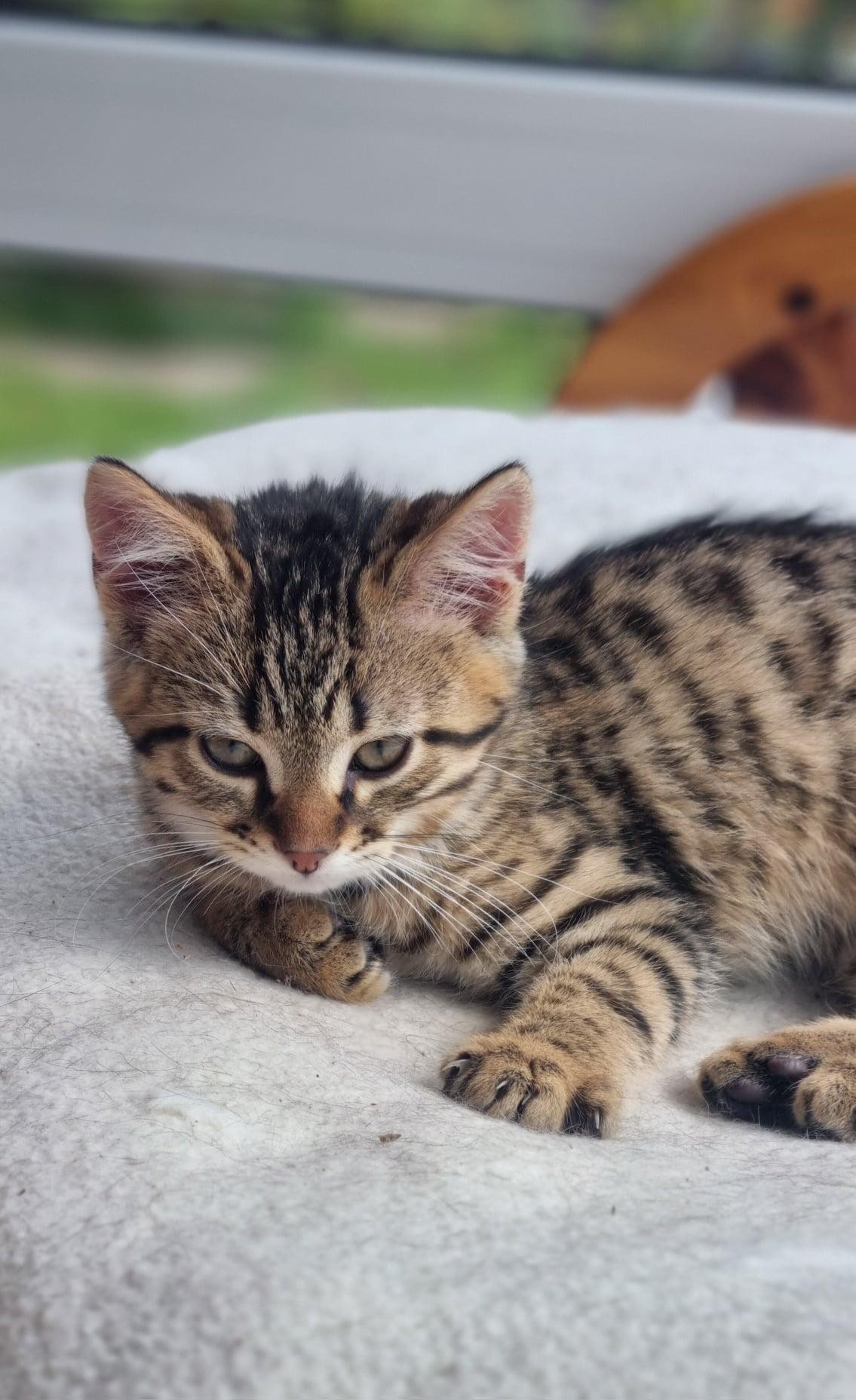 WATSON - M - Né le 03/03/2024