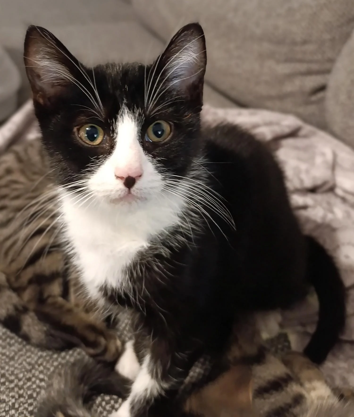 YAOUI - M - Né le 25/09/2024