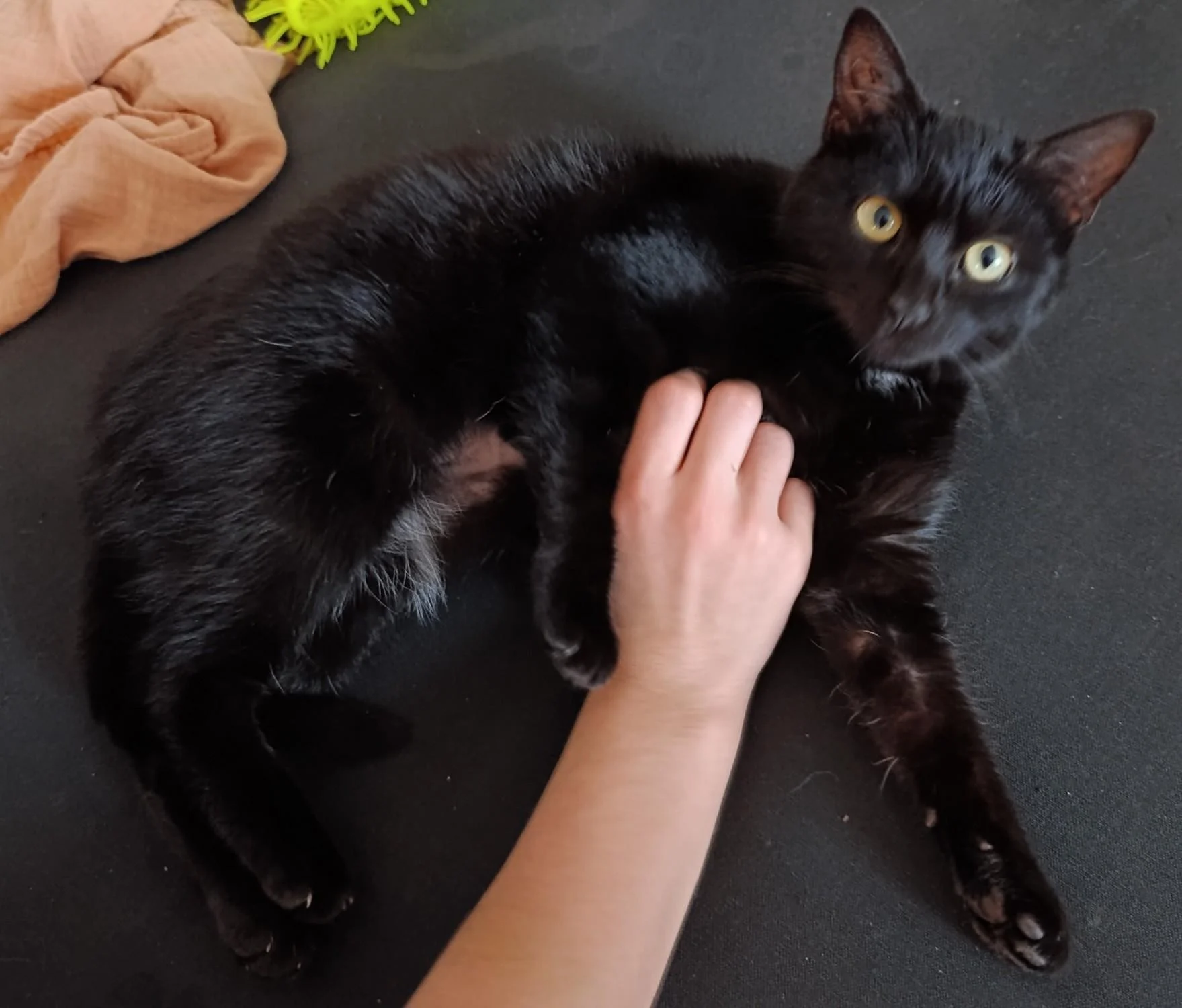 YILDIE - F - Née le 20/07/2024