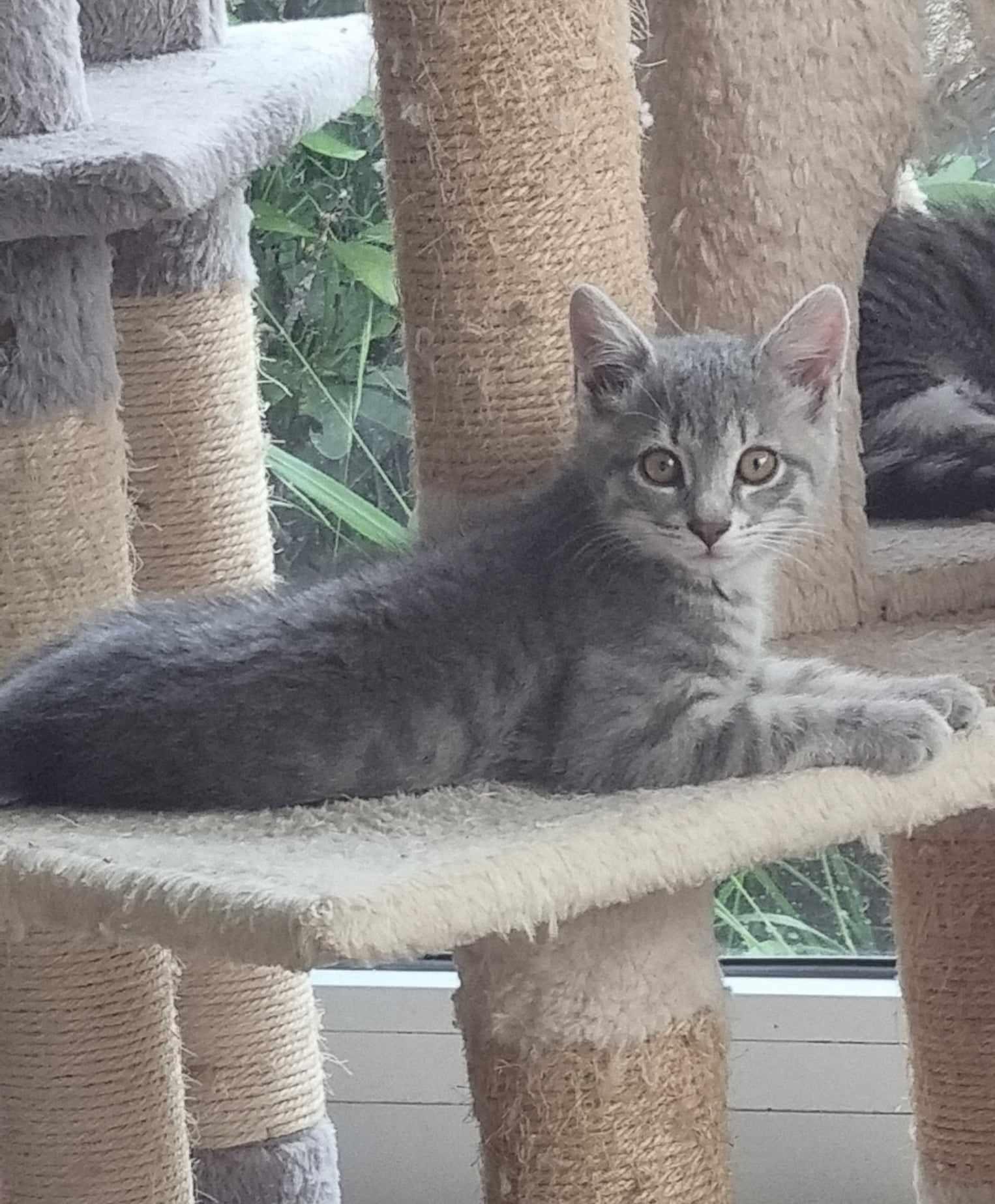 YIN - F - Née le 01/05/2024 - Adoptée en 10/2024