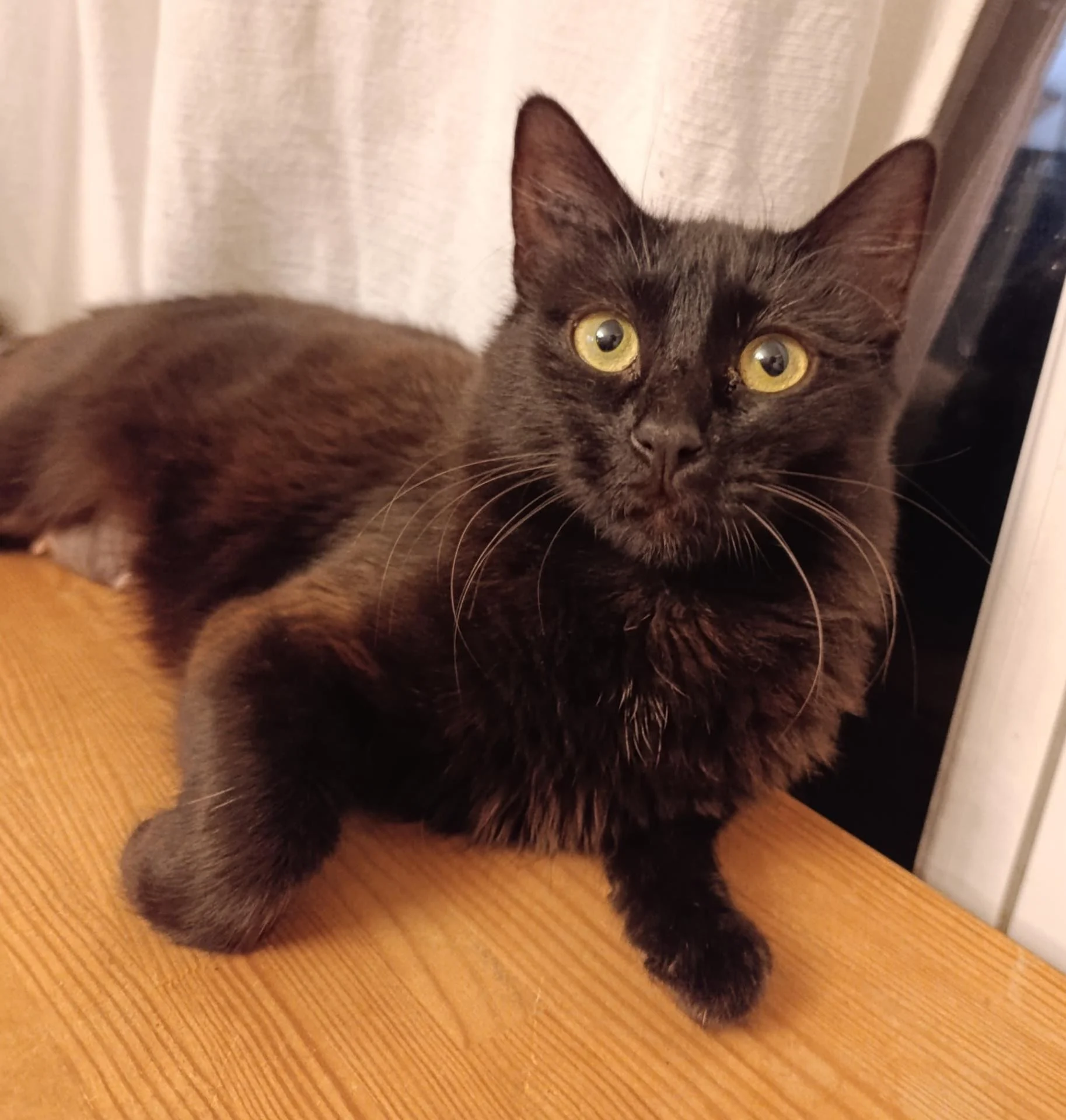 ZORETTE - F - Née le 01/05/2024