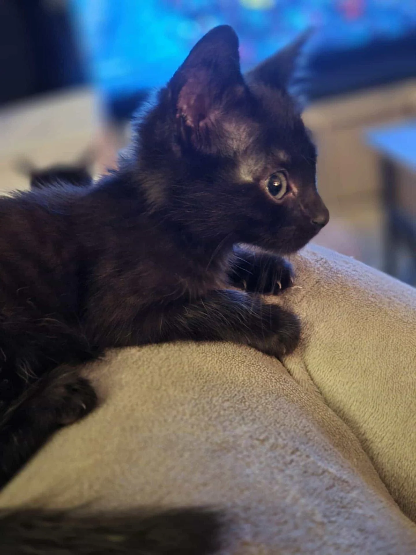 ABBOY - M - Né le 13/08/2025