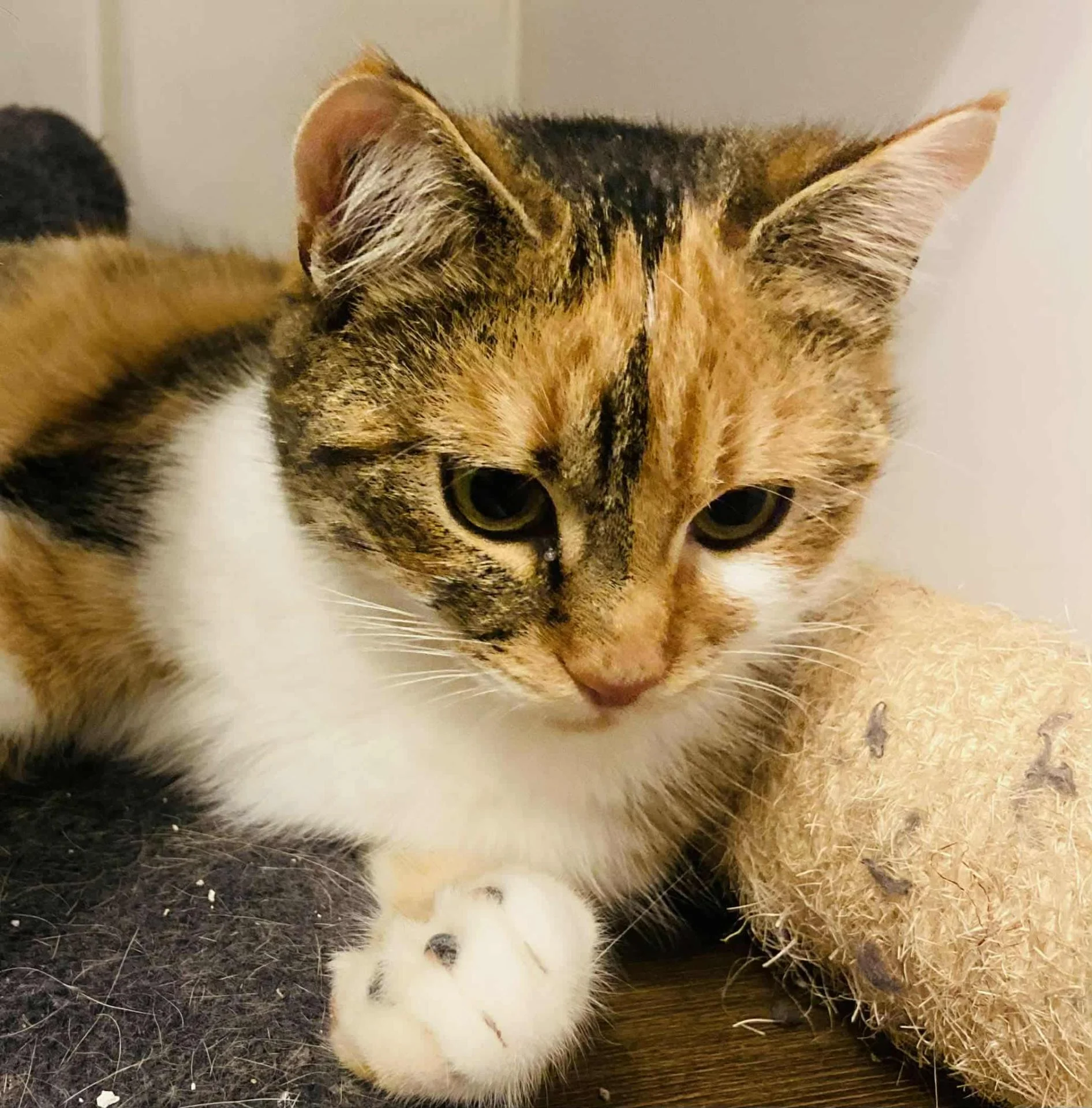 APHRODITE - F - Née le 01/05/2025