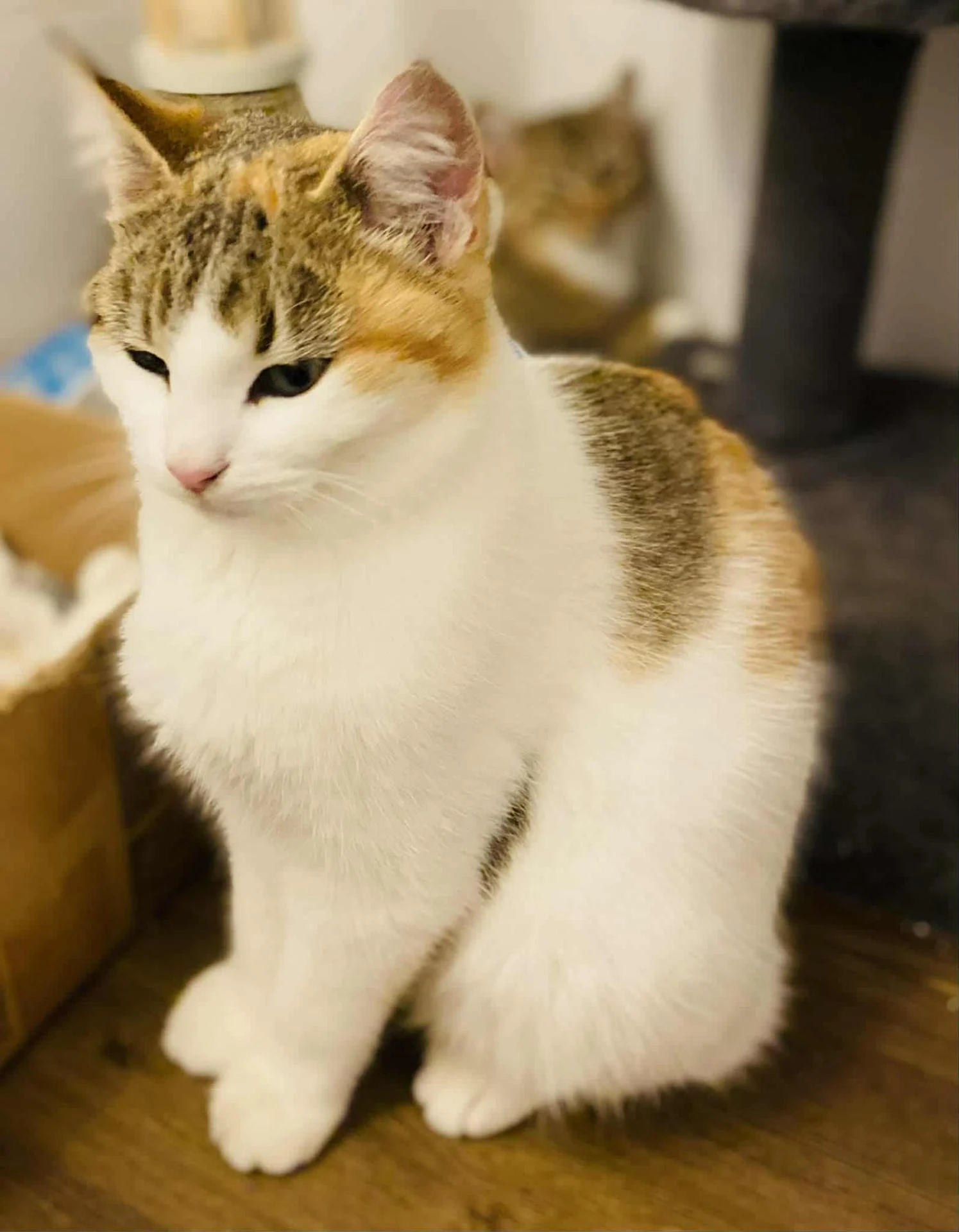 ARIZONA - F - Née le 01/05/2025