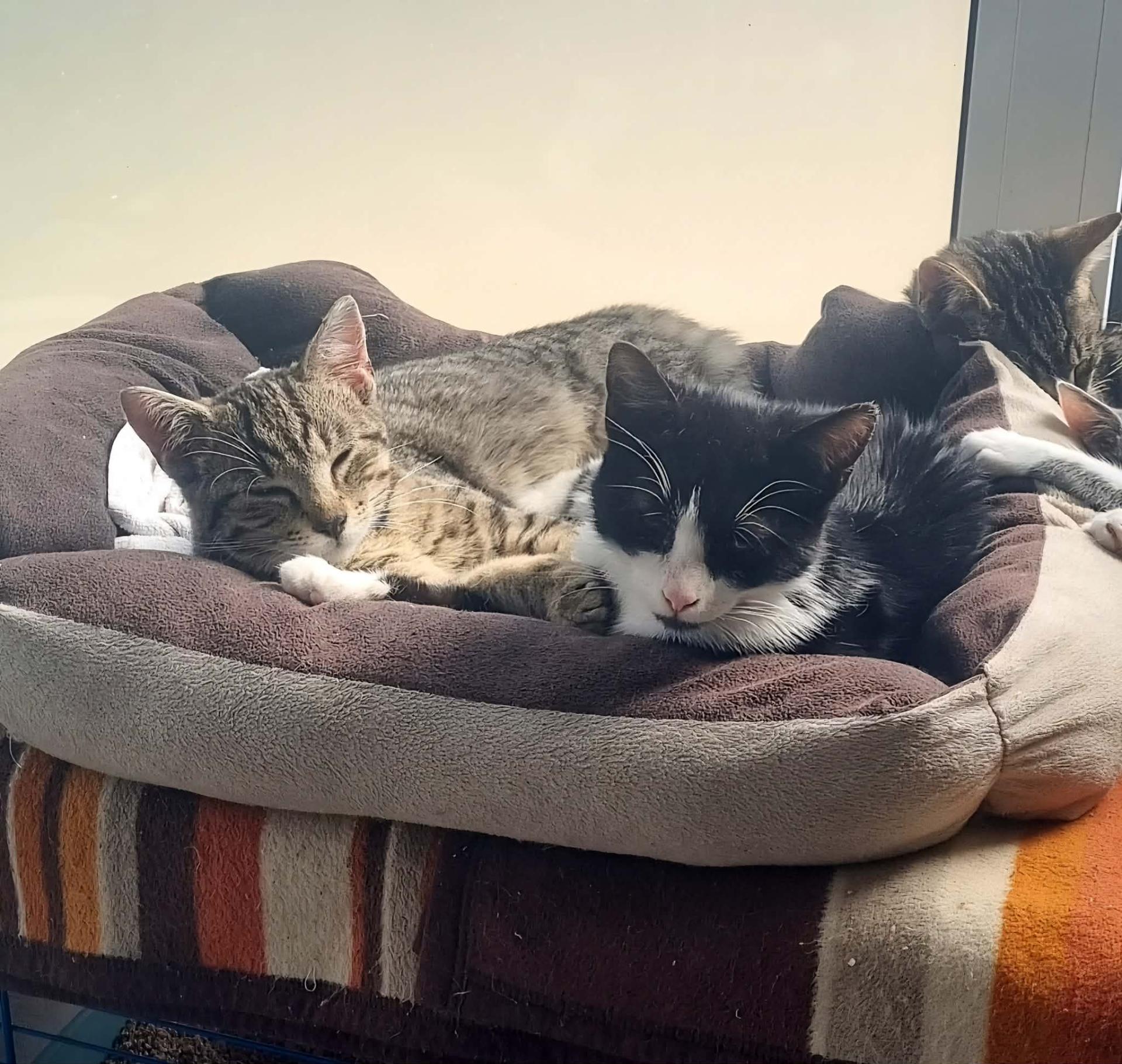 Armstrong1 et arabica