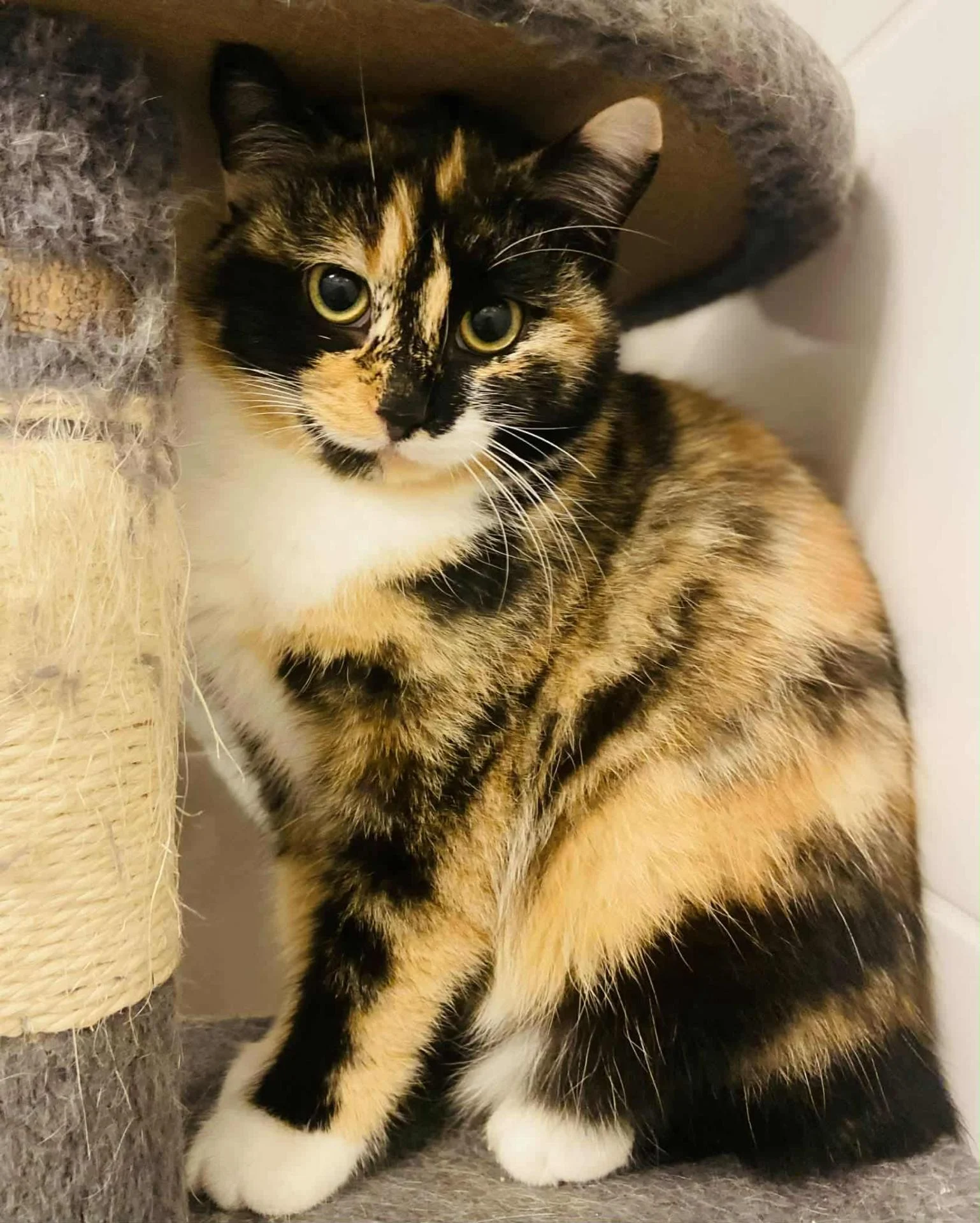 ATLANTA - F - Née le 01/05/2025