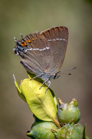 Thècle des nerpruns - Satyrium spini - Lac de Sainte-Croix - France