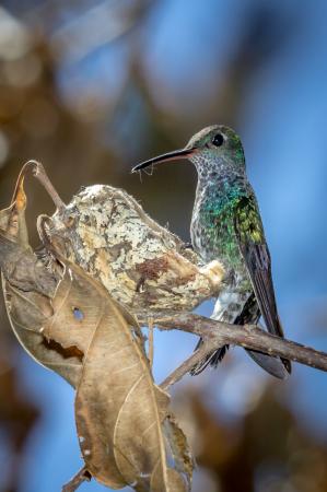 Colibri - Rio Madre De Dios - Pérou