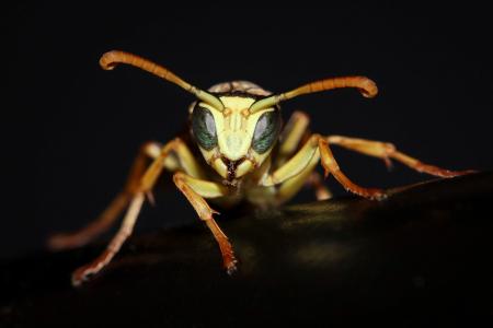 Polistes dominula Mâle - Valensole - France