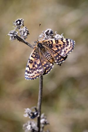 Mélitée orangée - Melitaea didyma - Valensole - France