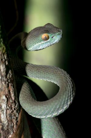 Trimeresurus albolabris - Koh Rong - Cambodge